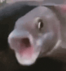 1000008622.gif