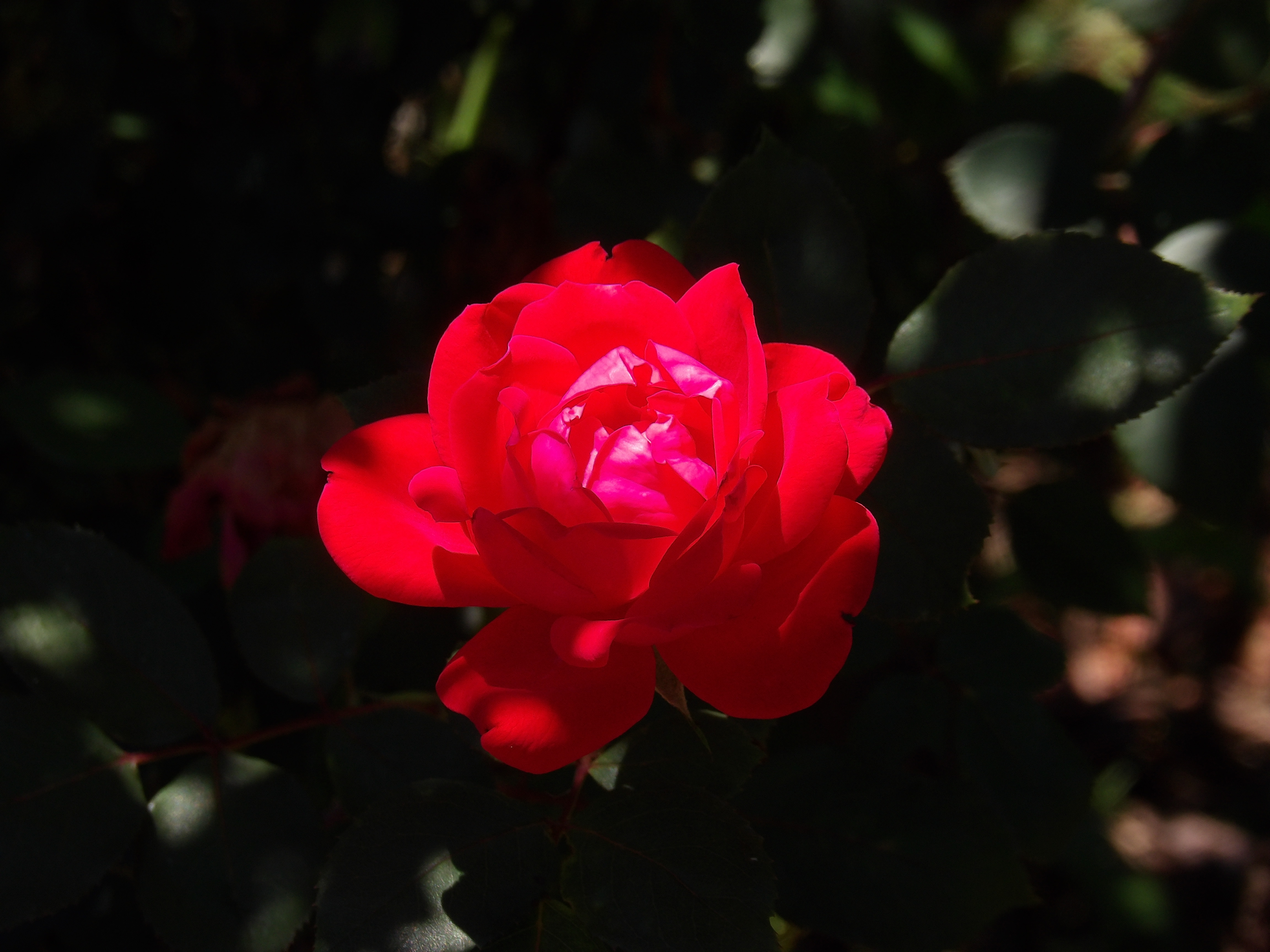 100_0269.JPG