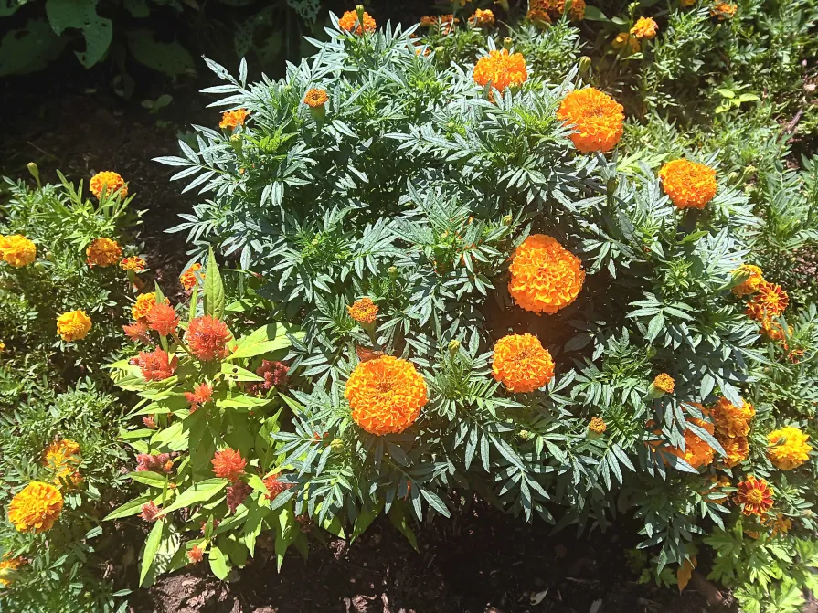 African Marigolds.webp