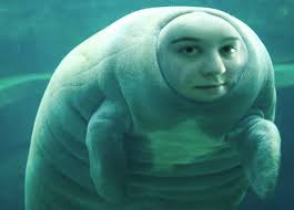 Ashley Hutsell manatee.png