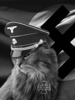 Ashley's nazi cat.jpg