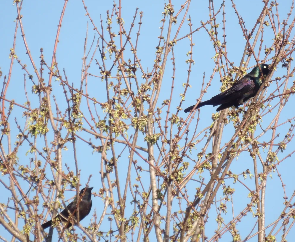 Birds.png