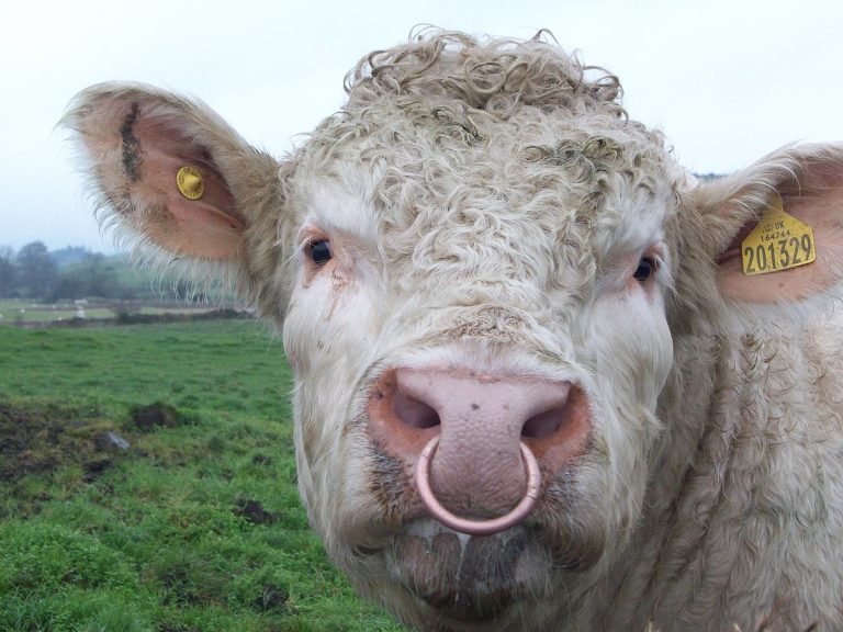 Charolais_Bull_with_Ring_in_Nose_4265711638-1-768x576.jpg