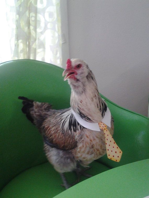 Costume for a Chicken Neck Tie and Bow Tie - Etsy.jpeg