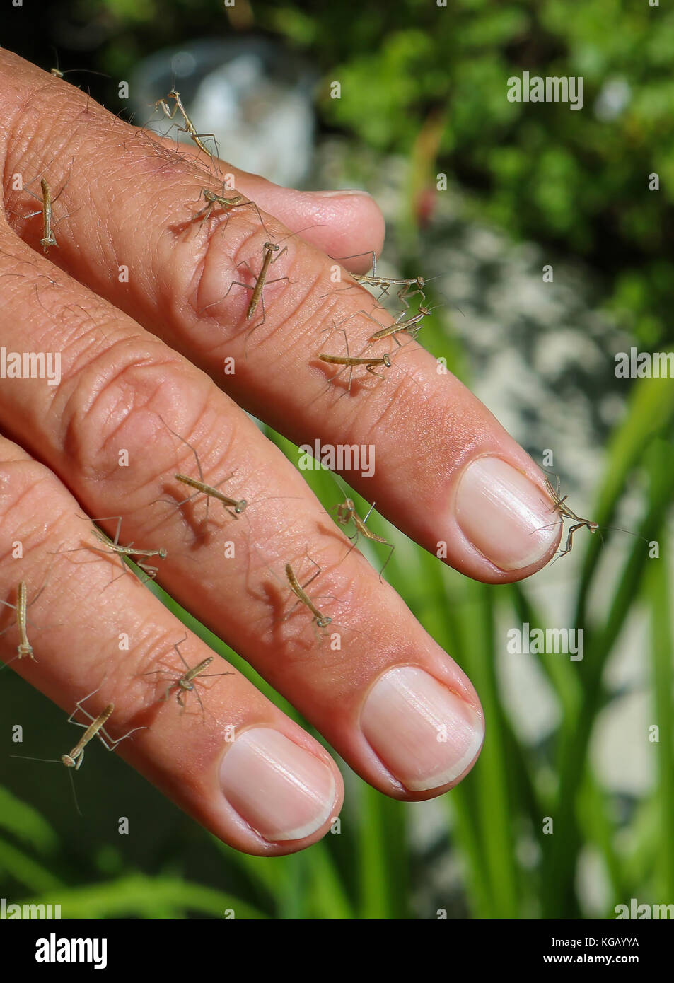 fingers-covered-in-newly-hatched-baby-praying-mantis-insects-KGAYYA.jpg