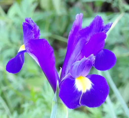 flower.png
