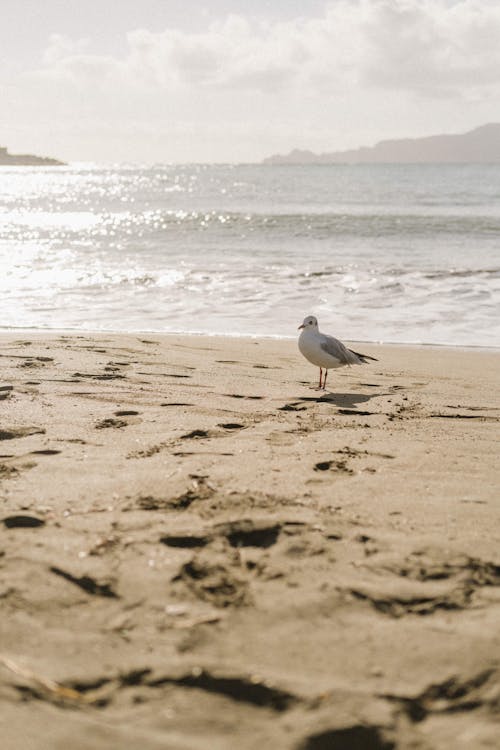 free-photo-of-seagull-on-beach.jpeg