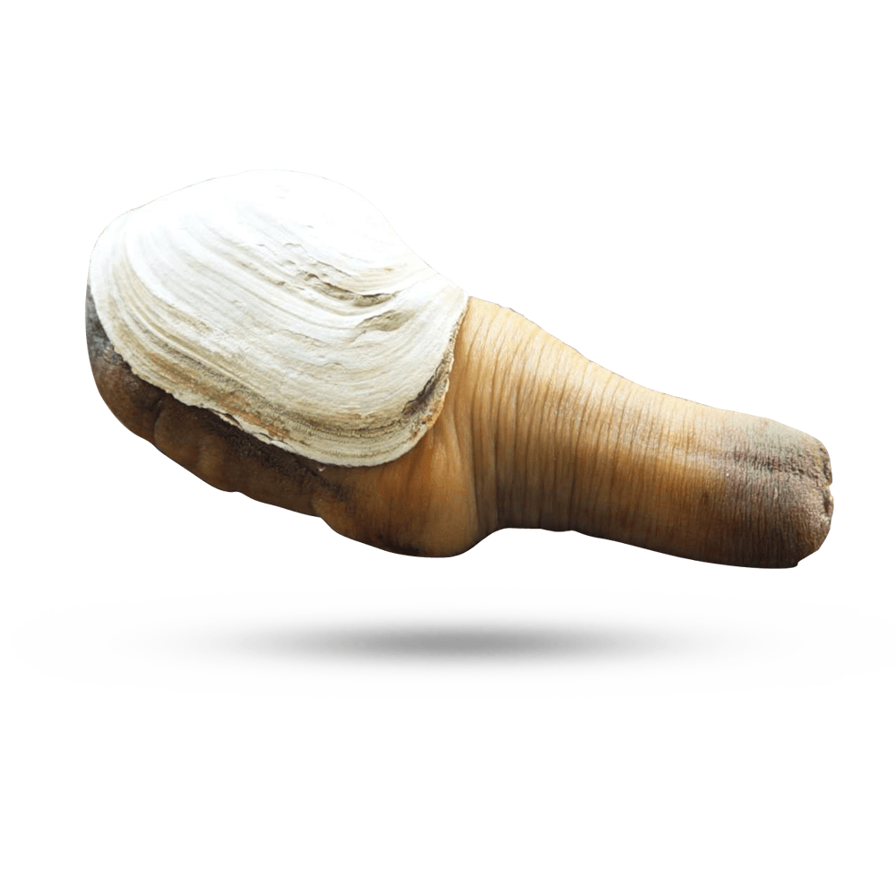 geoduck.png