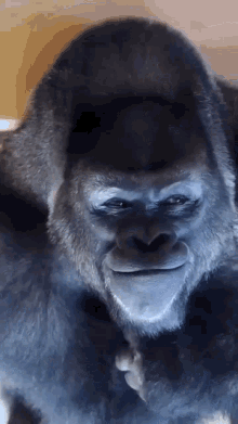 gorilla-smile.gif