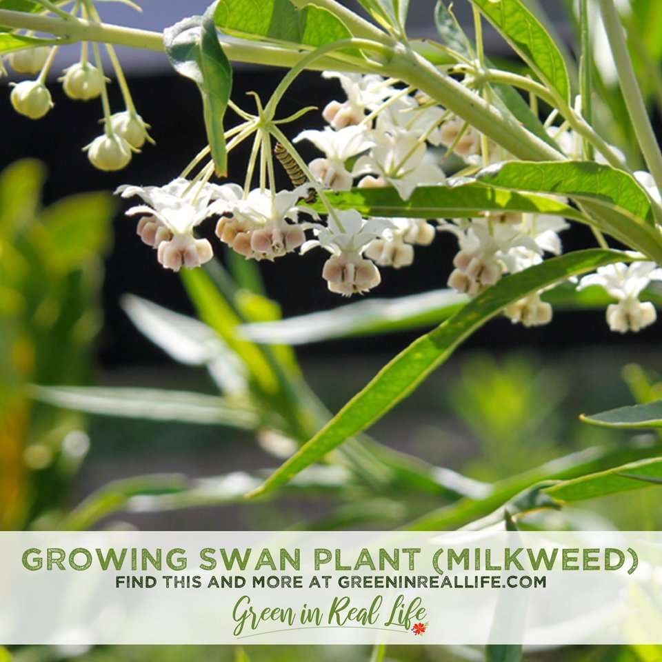 Green-in-Real-Life-Growing-Swan-Plant-Milkweed-for-Monarchs.jpg