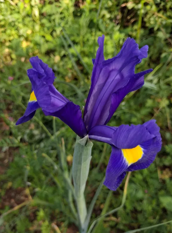 Iris.png