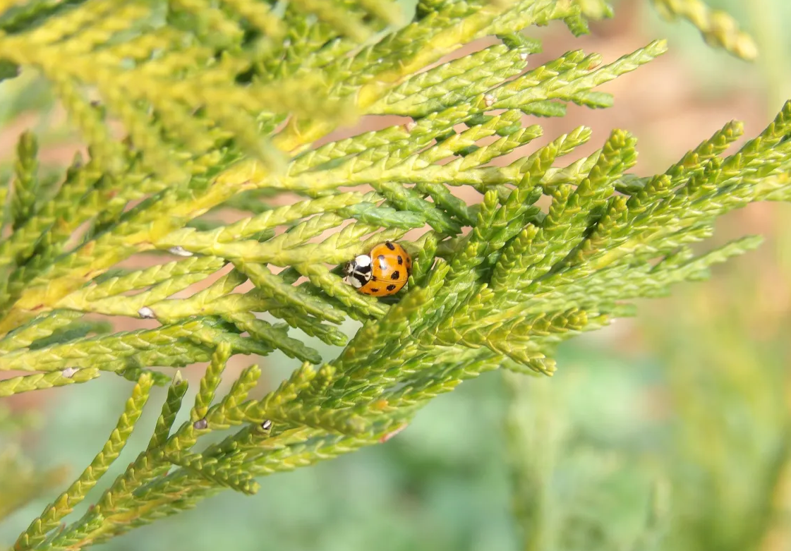 Lady Bug.png