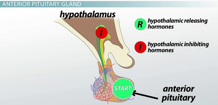 Pituitary Gland.png