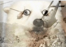 PTSD-dog-thumbnail-url-3amgsb.jpg