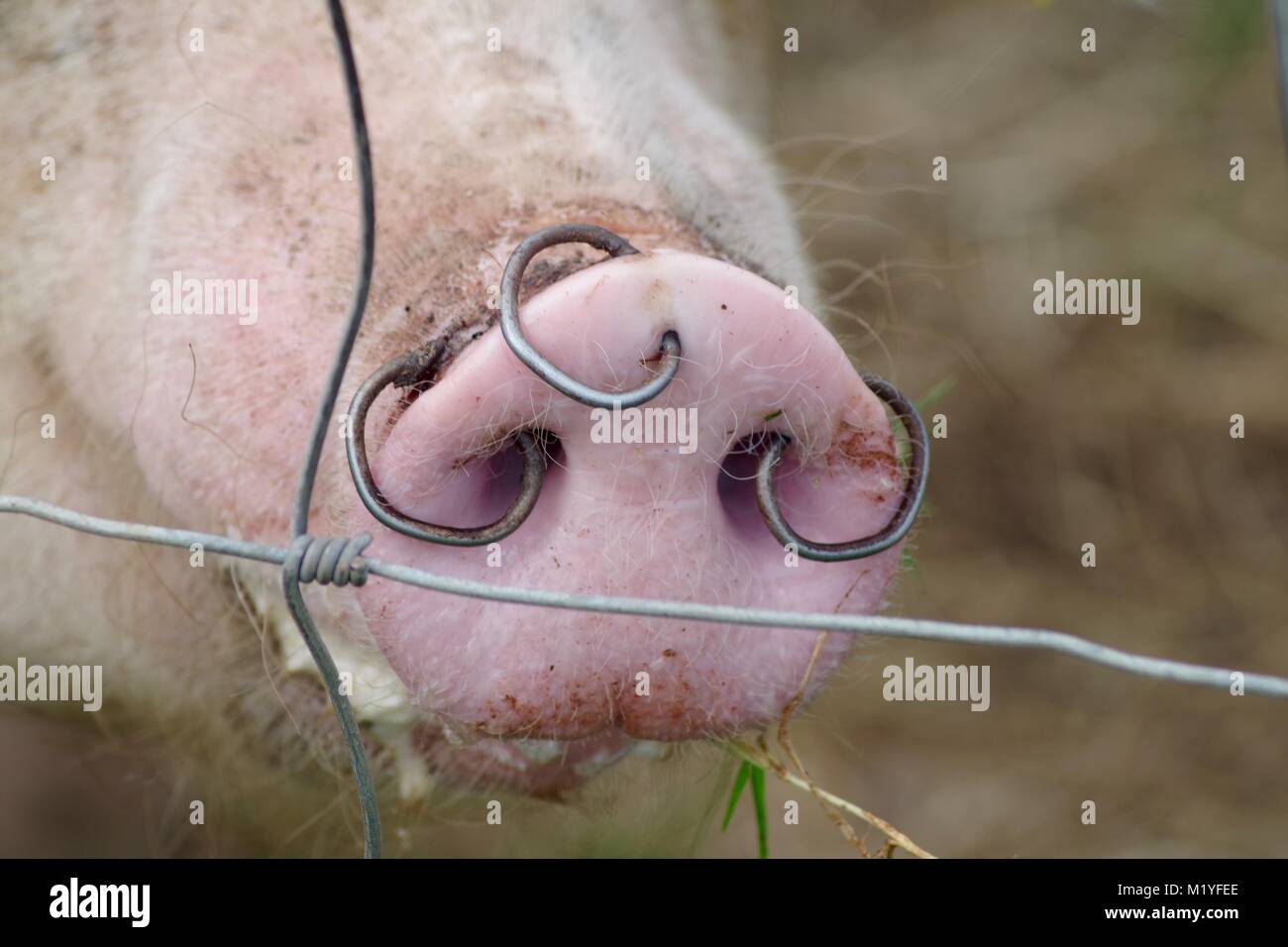 snout-with-nose-rings-of-a-domestic-farm-pig-on-a-devon-farm-poltimore-M1YFEE.jpg