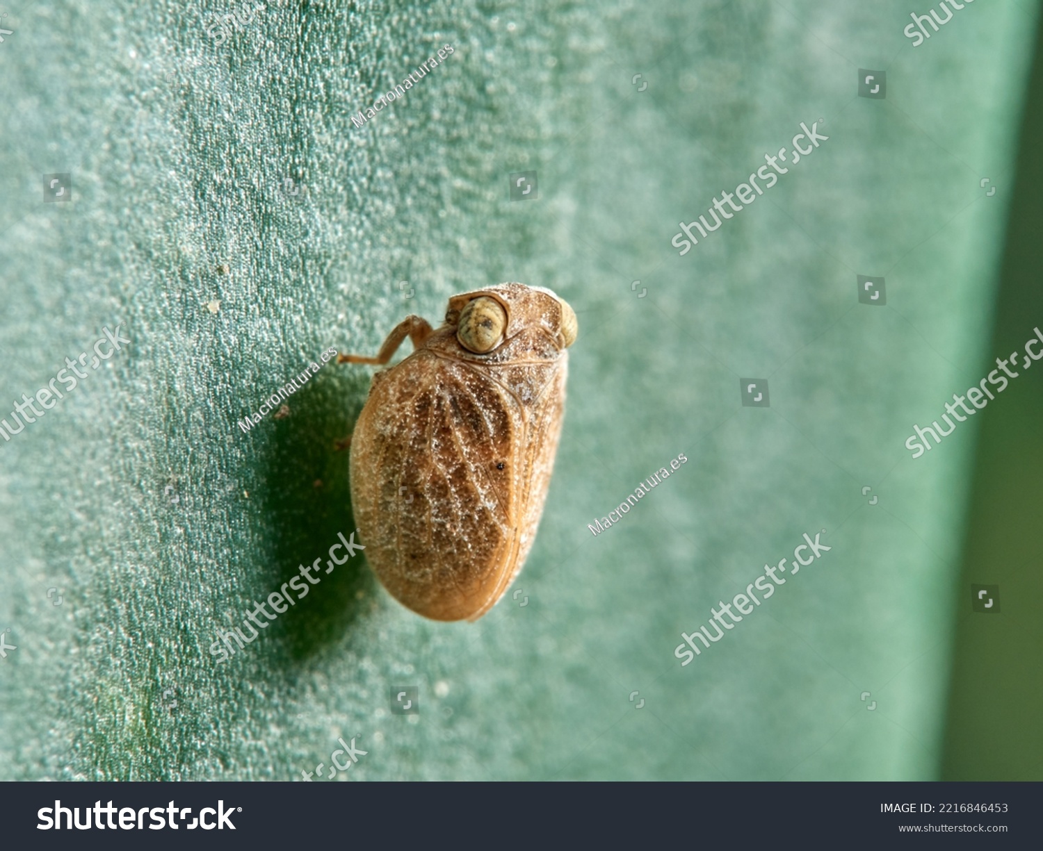 stock-photo-issid-planthoppers-insect-family-issidae-2216846453.jpg