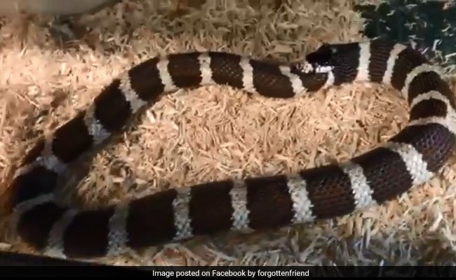 vrp6gsgs_snake-eats-tail-kingsnake_625x300_13_August_19.jpg