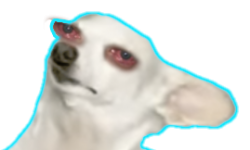 dogeyes1.png