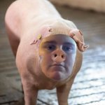 rachel pig.jpg