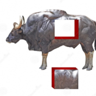 BuffaloCube