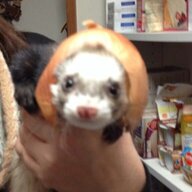 OnionizedFerret