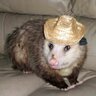 The Real Odd Opossum