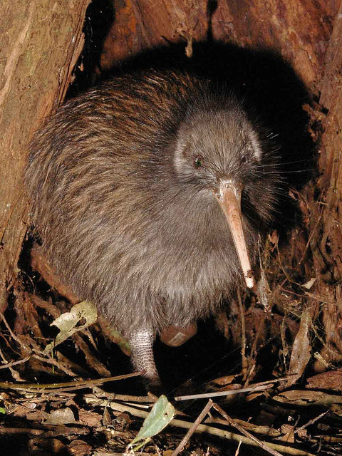 kiwi.jpg